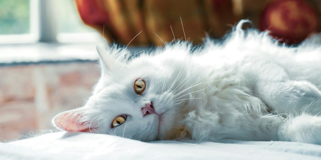 white cat lying on white textile