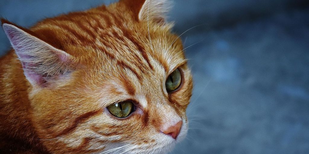 cat in a veterinary boarding facility