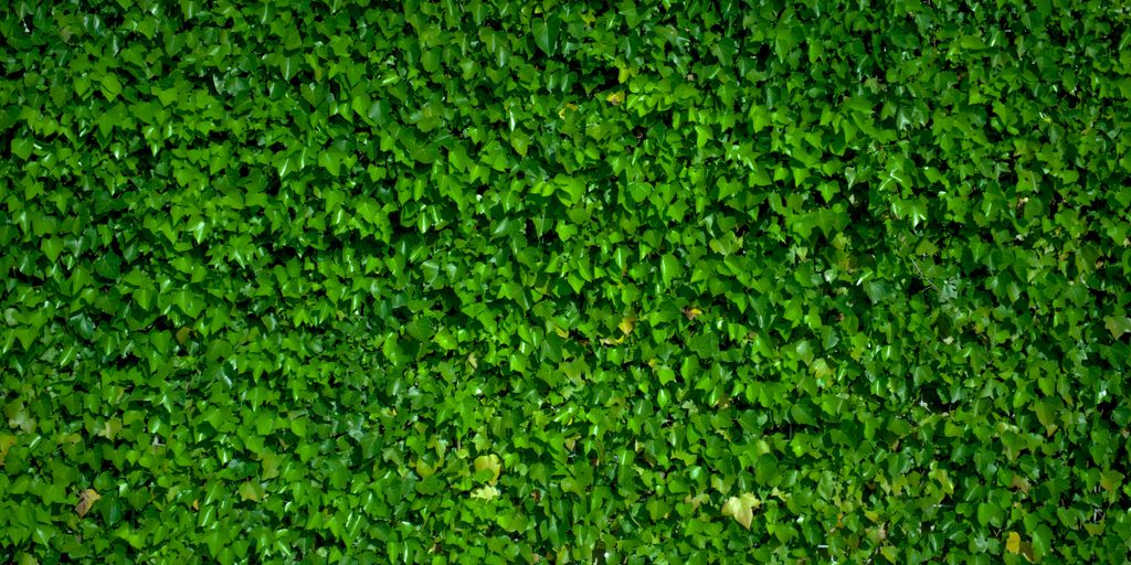 green grass field during daytime