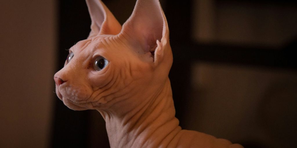 sphynx cat