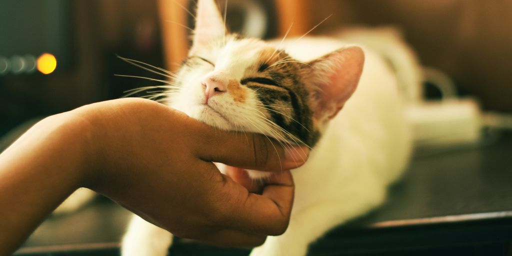 shallow focus photography of white and brown cat