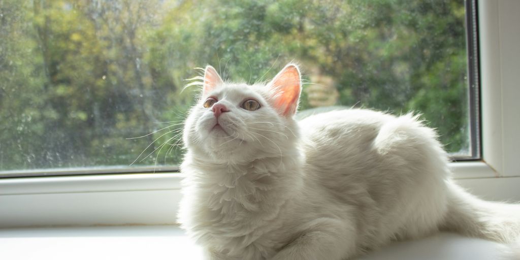 a cat sitting on a window sill