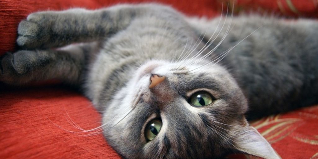 cat sitter with happy cat in cozy home