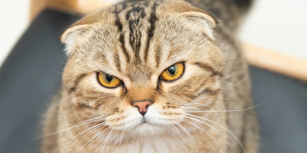 brown tabby cat in close up photography