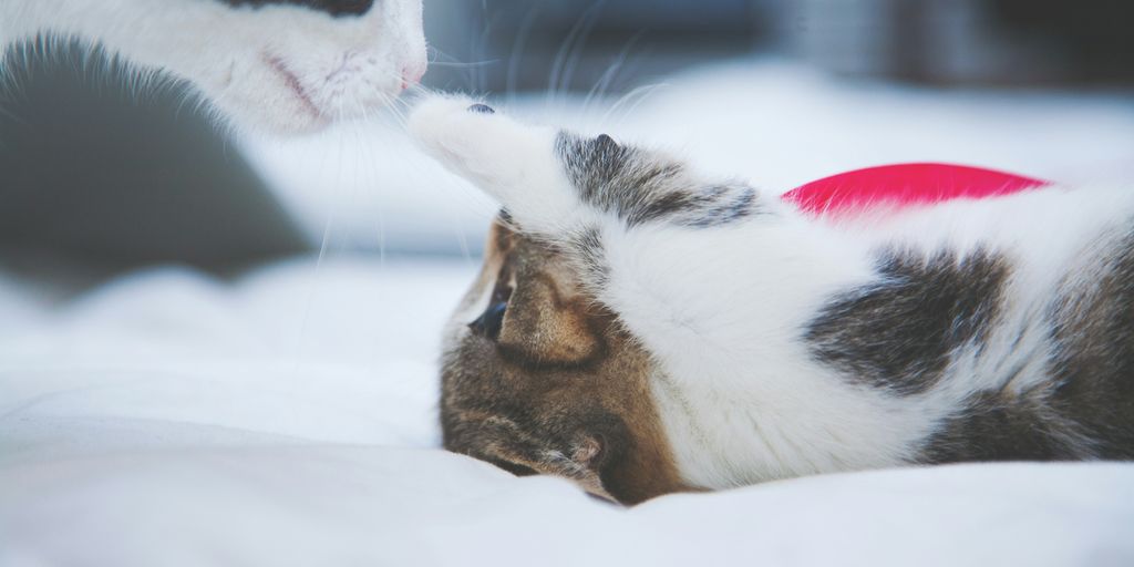 kitten poking cat's nose