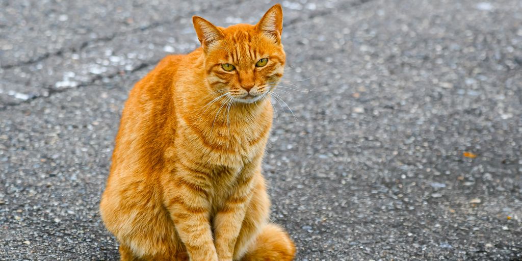 an orange tabby cat sitting on the pavement