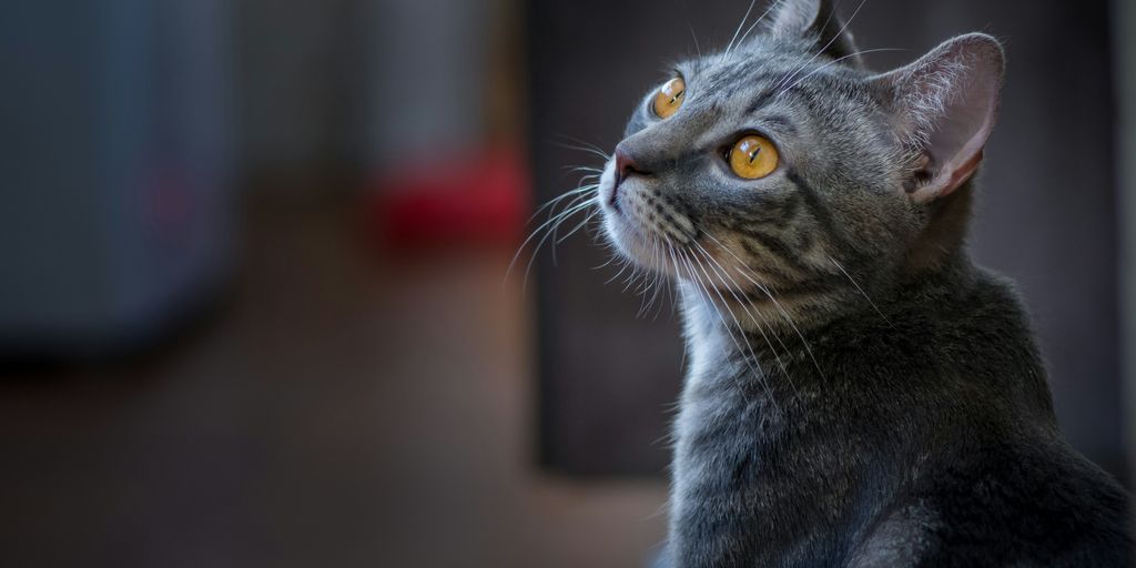 selective focus photography of gray cat