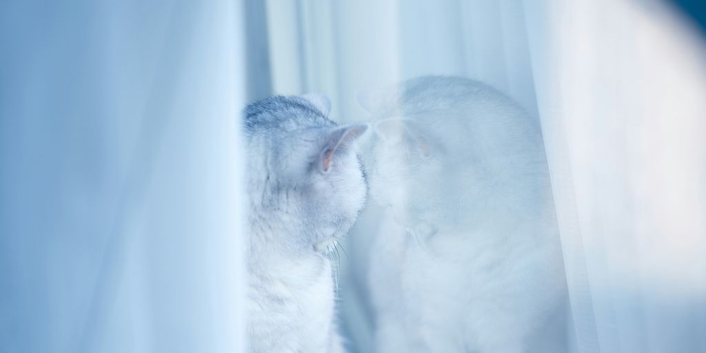 white cat on white textile