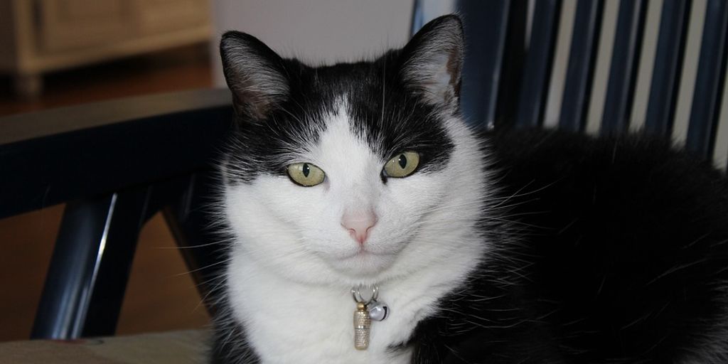 happy cat in a cozy cattery