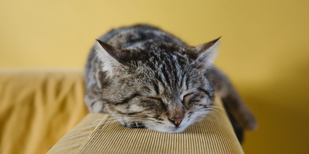 shallow focus photography of brown tabby kitten on couch