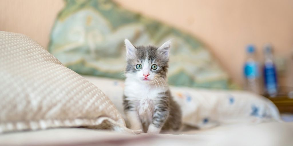 white and gray kitten on white textile