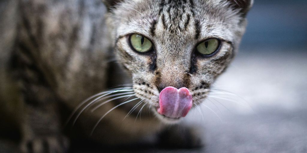 gray and black cat in shallow photography