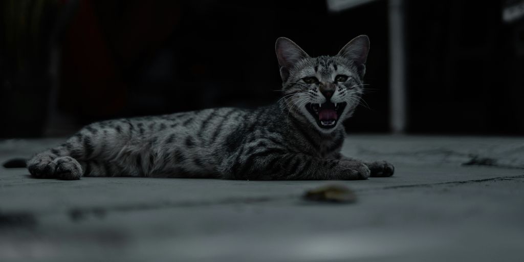 a cat yawns while laying on the ground