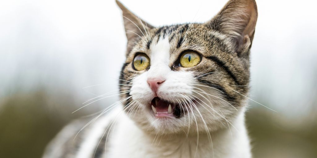 shallow focus photo of white and gray cat