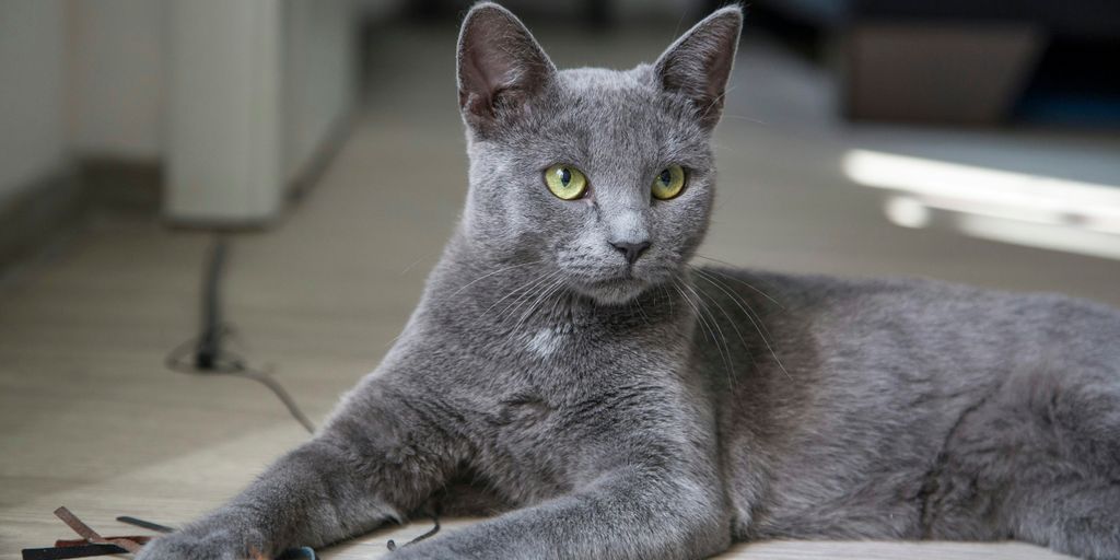 russian blue cat lying on brown wooden table