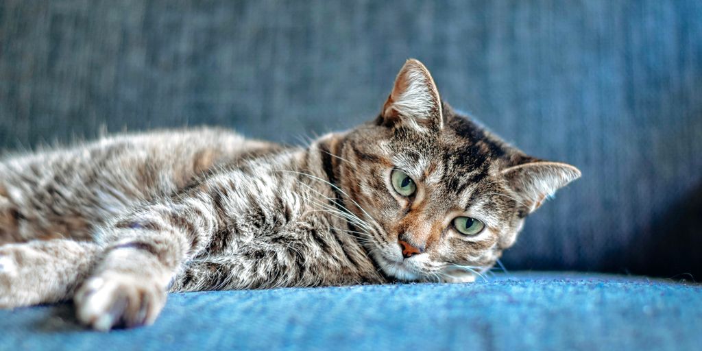 brown tabby cat lying on blue textile