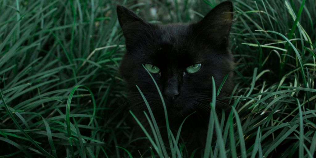 black cat hiding behind green grass