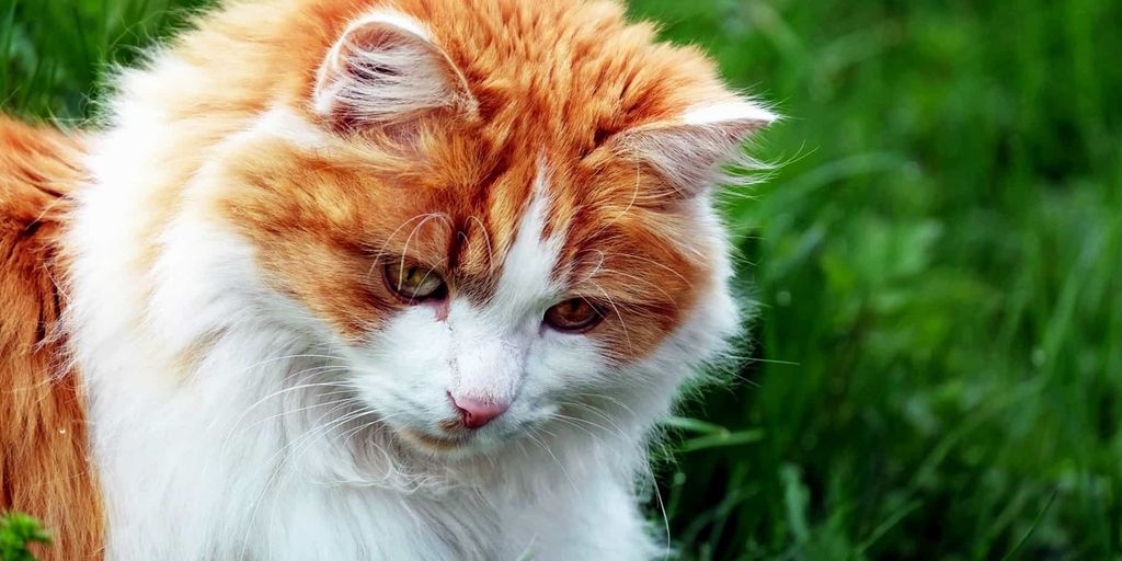 cat in a veterinary boarding facility