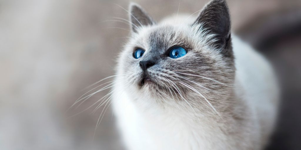 white and gray cat