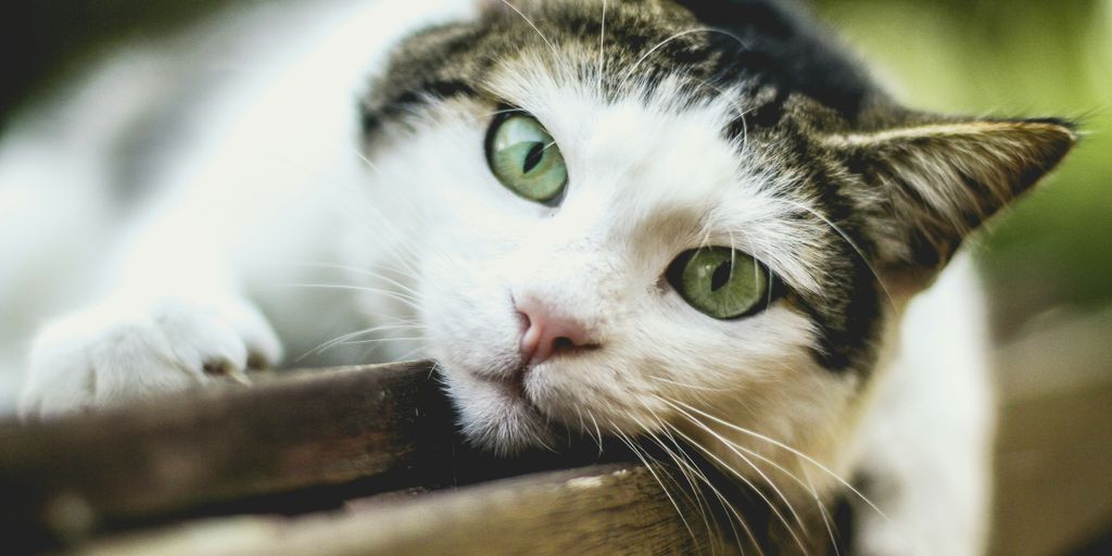 selective focus photography of silver tabby cat