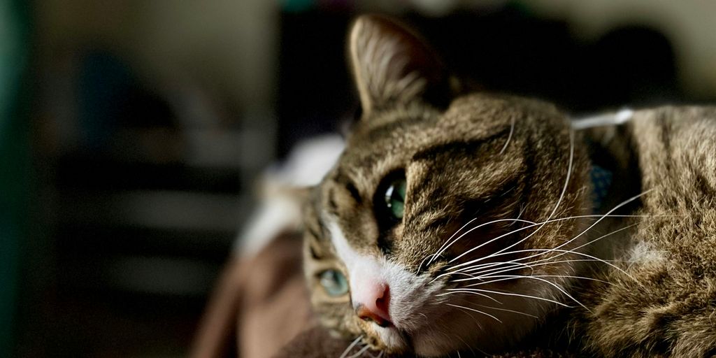 close-up photography of brown and white cat