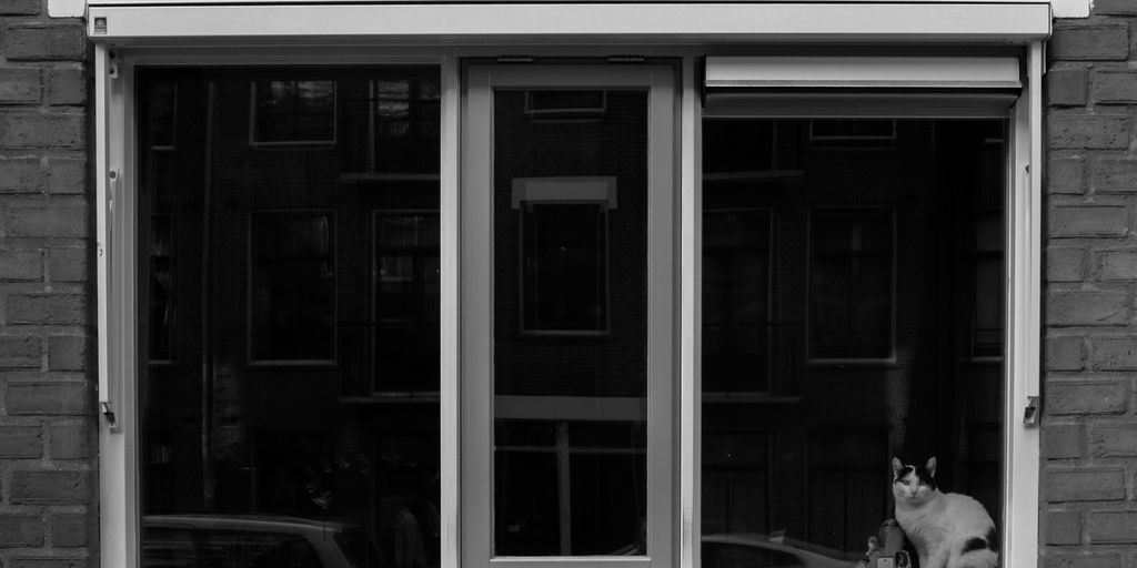 white and black cat on clear glass window