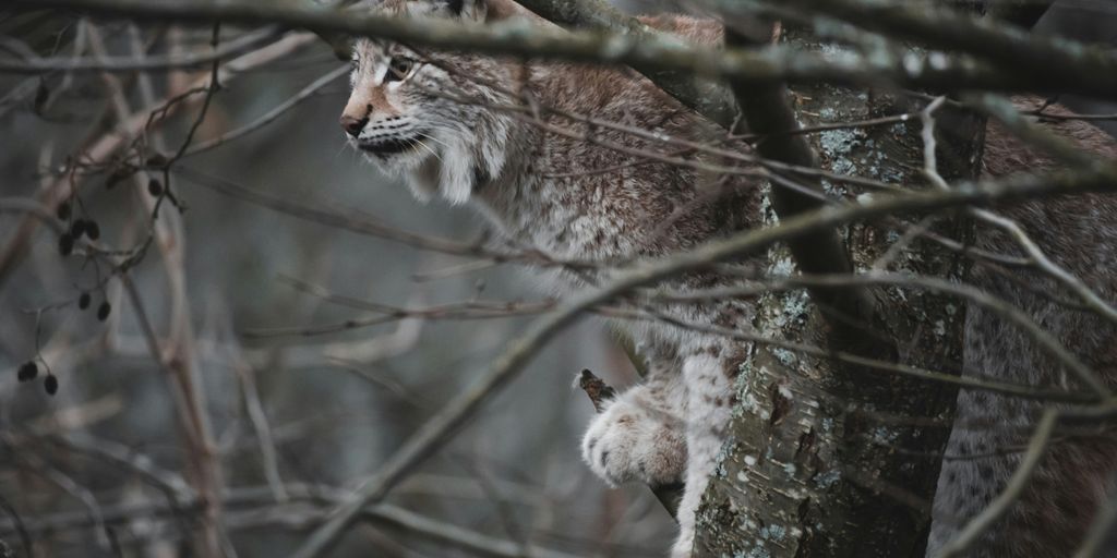 brown lynx on branch during winter