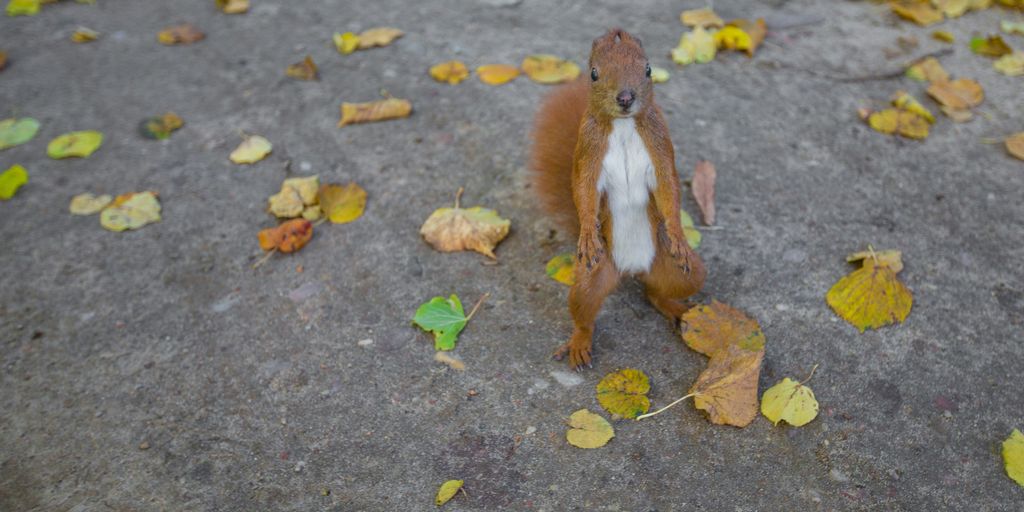 brown squirrel on pavement