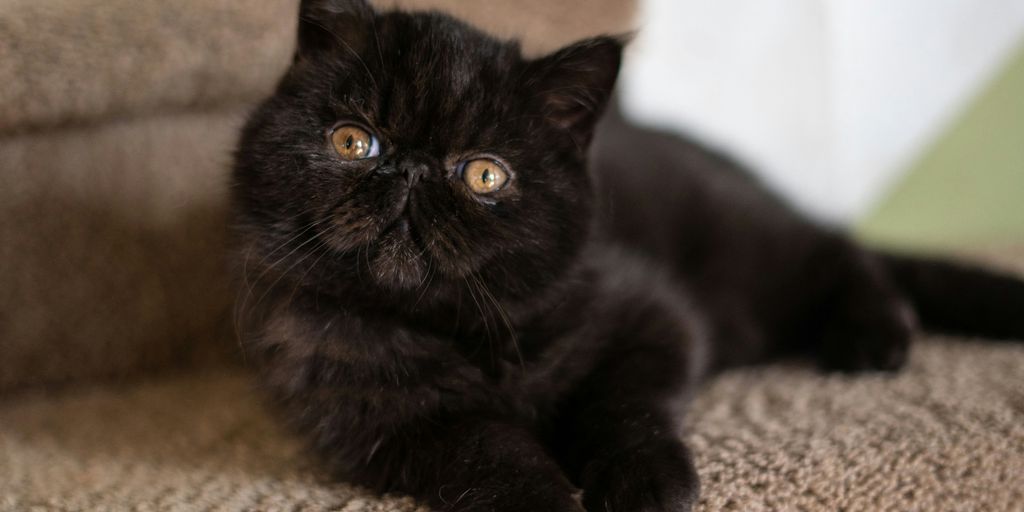 a black cat laying on top of a chair