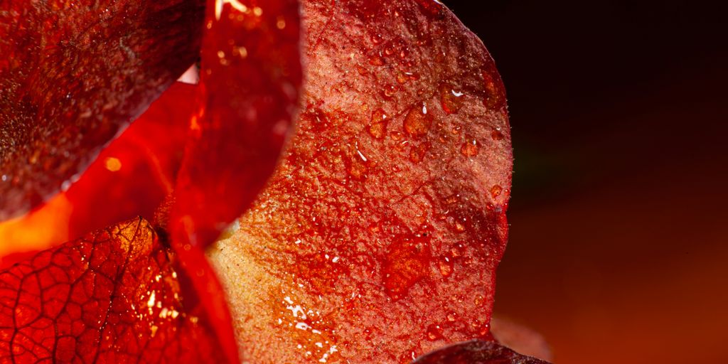 a close up of a red flower