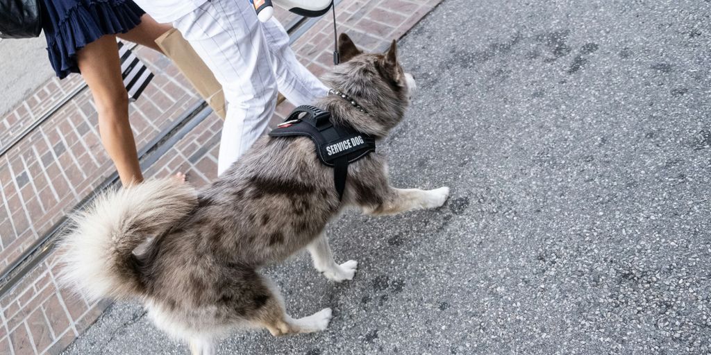 brown and black long coated dog