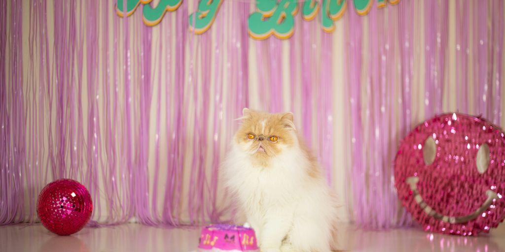 a cat sitting in front of a birthday cake