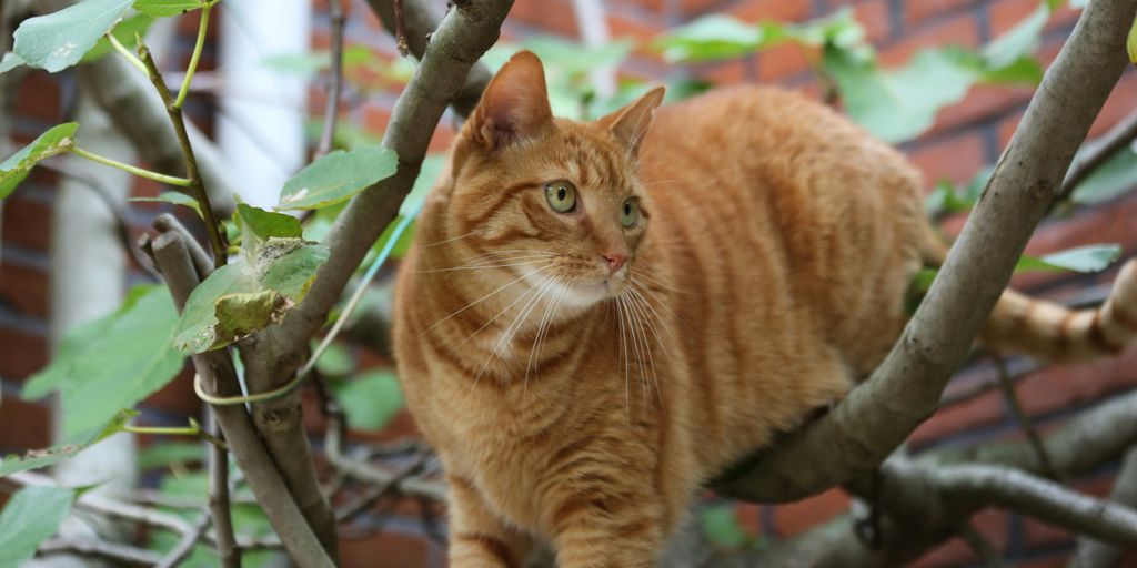 orange tabby cat on tree branch