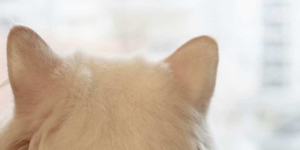 a close up of a dog's head with a blurry background