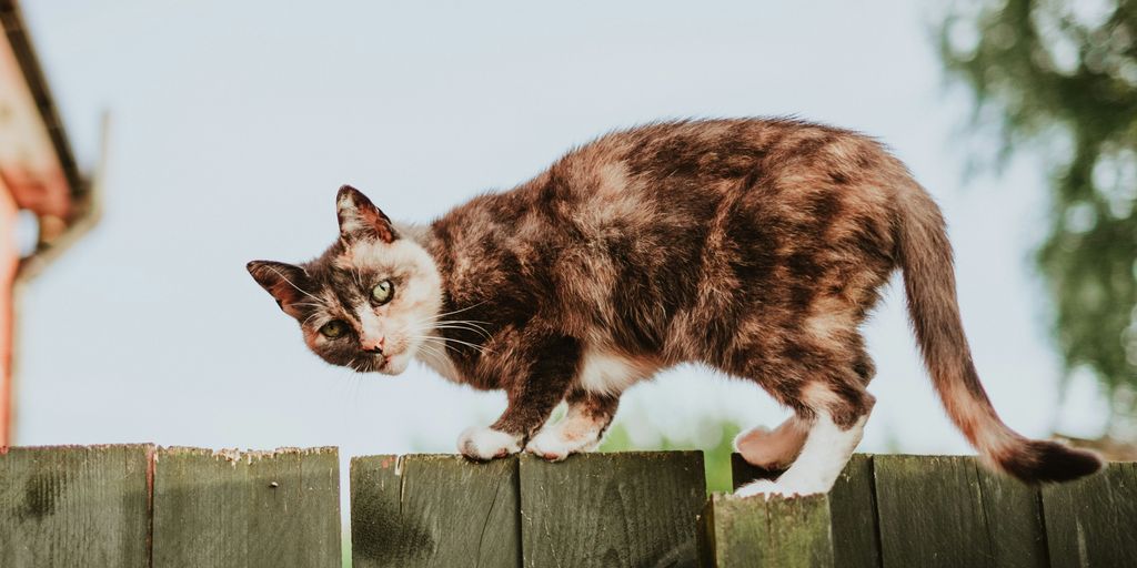 tortoise shell cat on fence