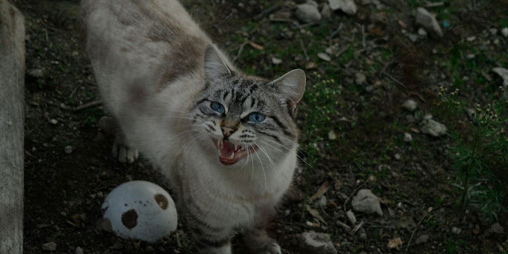 white and brown cat on ground