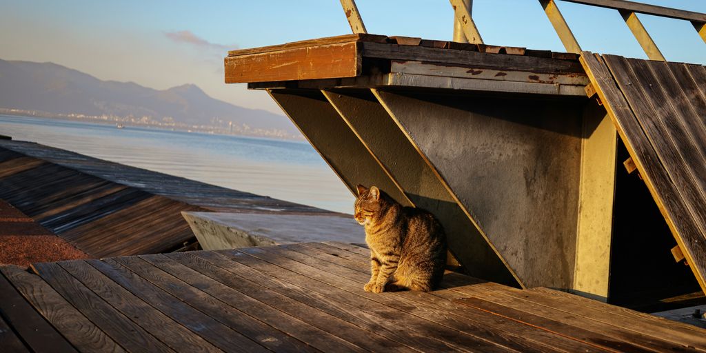 a cat sitting on a wooden deck next to a body of water