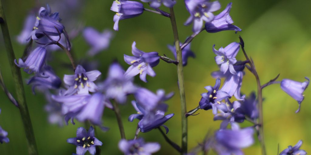 blooming purple petaled flowers