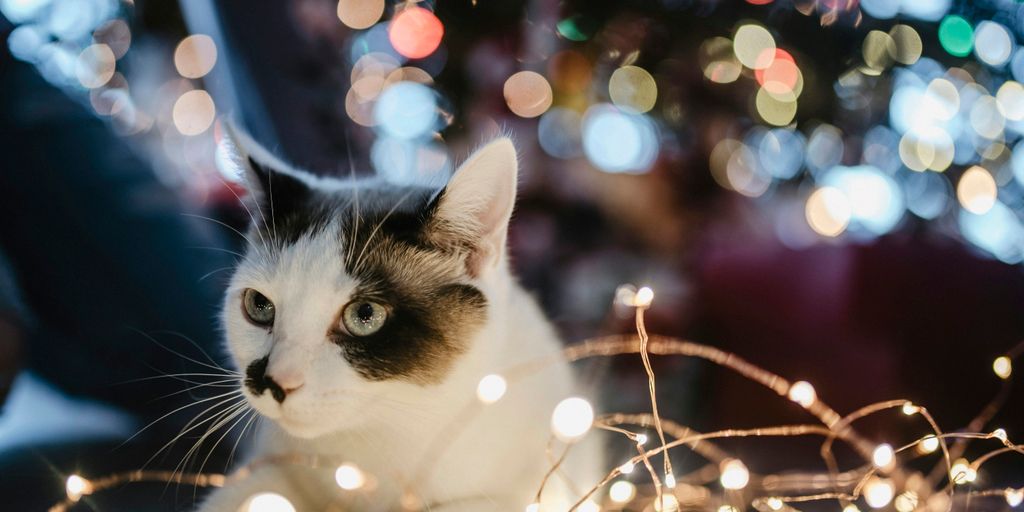 black and white cat lyes beside lighted string light