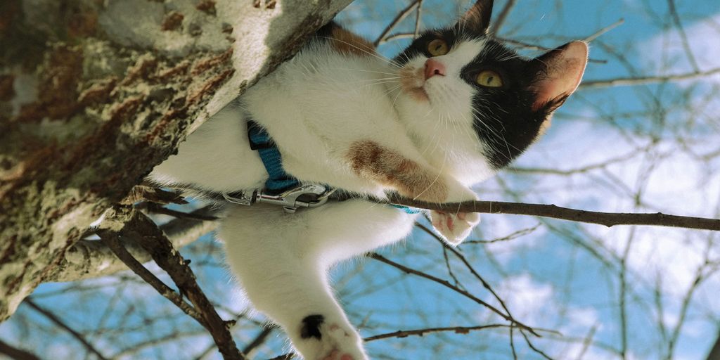 a black and white cat climbing up a tree