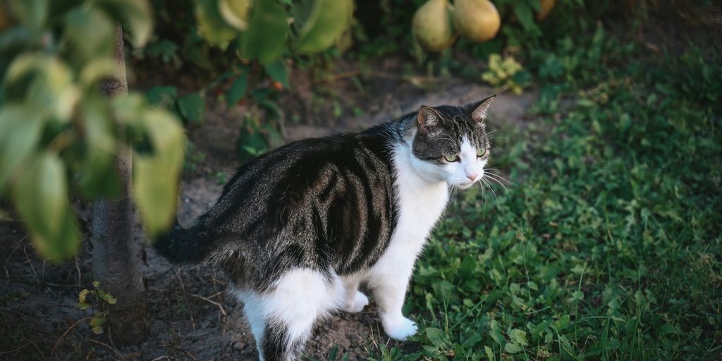 a cat standing in the grass near a tree