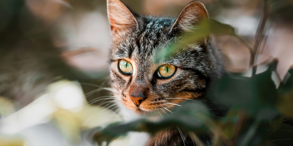 The Best Cat Breeds for People Who Work Long Hours: A Guide to Independent Felines