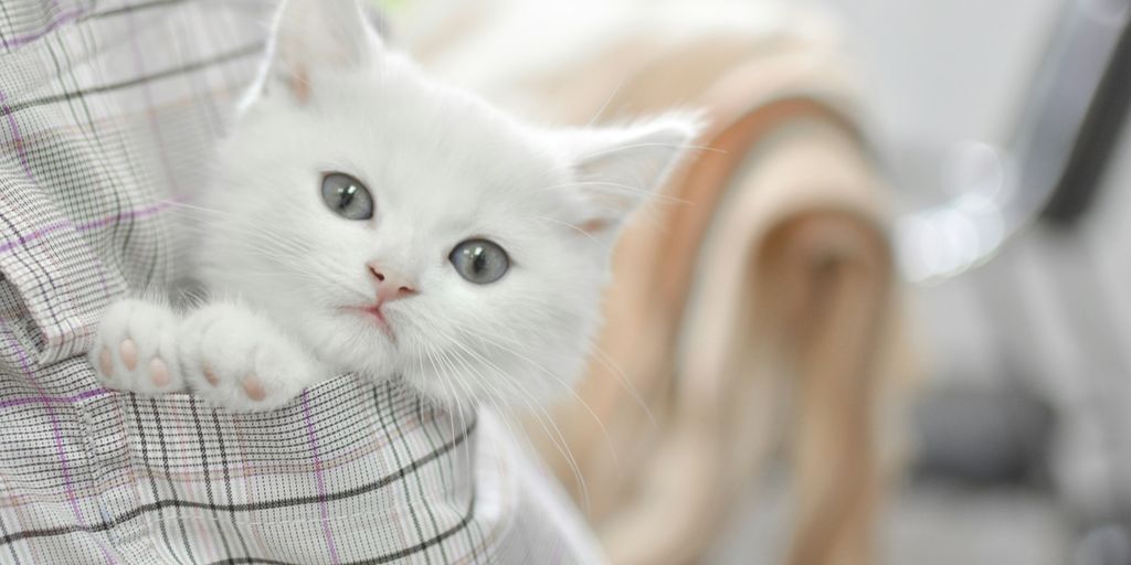 white short-fur cat