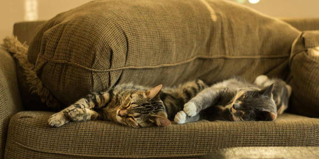 cats sleeping on brown couch