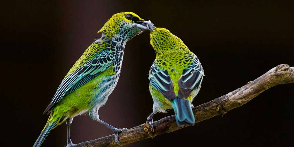 green and blue bird kissing each other