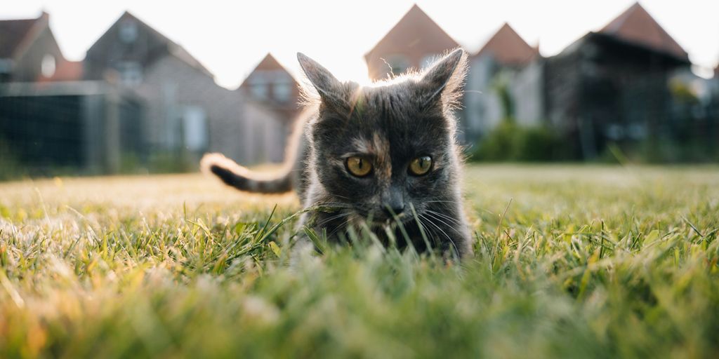 a cat laying on top of a lush green field