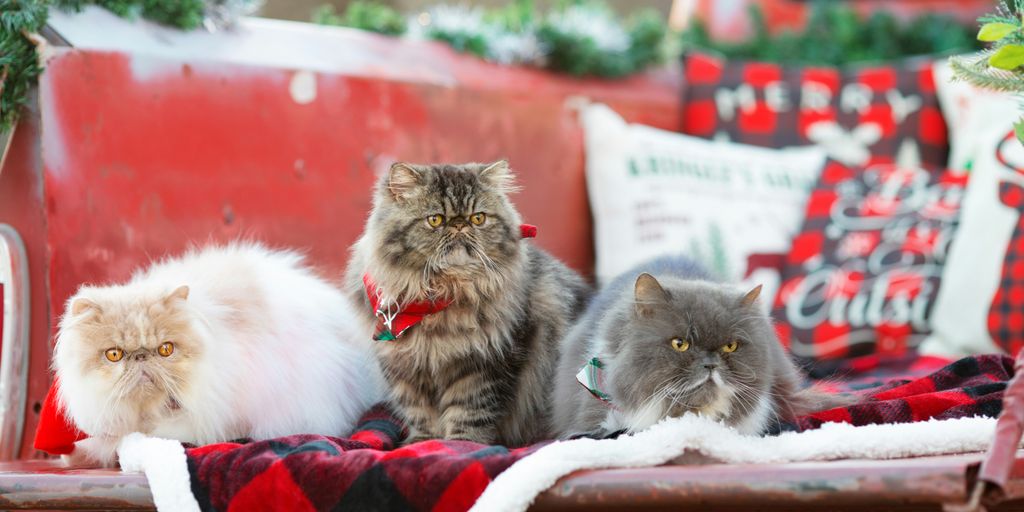 DIY Cat Wreath: A Festive Project for Cat Lovers