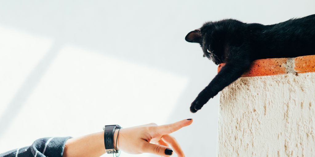 Black Cat Memes: Exploring the Fascination and Fun