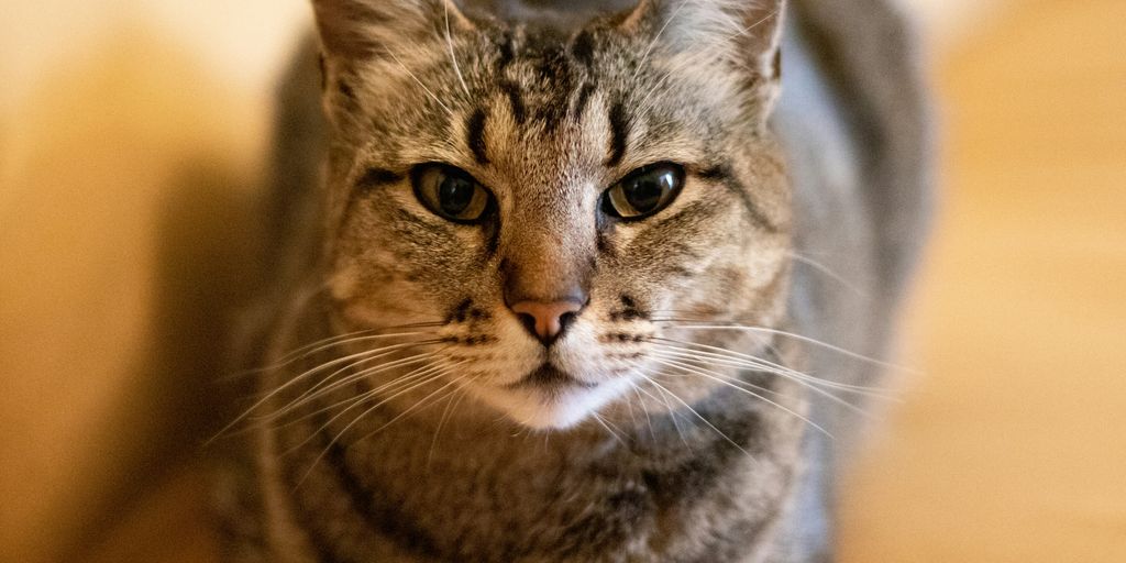 selective focus photography of gray tabby cat