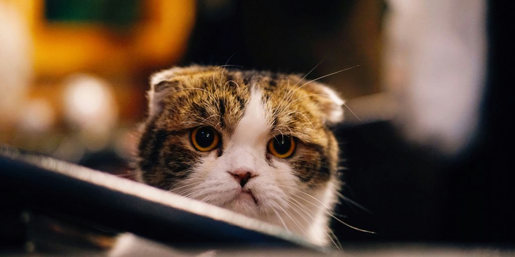 Grumpy Cat Memes: The Legacy of a Feline Internet Sensation